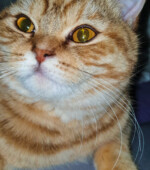 Amy Svg+xml,%3Csvg%20xmlns%3D%22http%3A%2F%2Fwww.w3